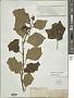 Solanum torvum Sw.