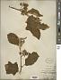 Solanum torvum Sw.