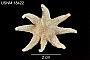 Solaster caribbaeus