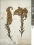 Solidago altissima L.