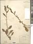 Solidago bicolor L.
