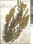 Solidago bicolor L.