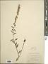 Solidago bicolor L.