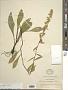 Solidago bicolor L.