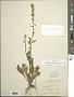 Solidago bicolor L.