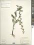 Solidago bicolor L.