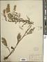 Solidago bicolor L.