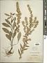 Solidago bicolor L.