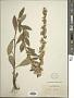 Solidago bicolor L.