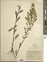 Solidago bicolor L.