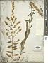 Solidago bicolor L.