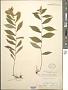 Solidago caesia L.