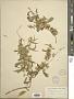 Solidago caesia L.