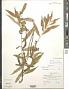 Solidago caesia L.
