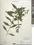 Solidago caesia L.