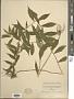 Solidago caesia L.