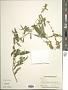 Solidago caesia L.