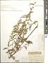 Solidago caesia L.
