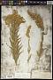 Solidago canadensis L.