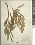 Solidago chandonnetii E.S. Steele
