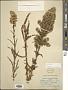 Solidago confinis A. Gray