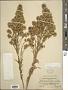 Solidago confinis A. Gray