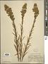 Solidago confinis A. Gray