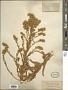 Solidago confinis A. Gray