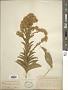 Solidago confinis A. Gray
