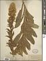 Solidago confinis A. Gray
