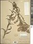 Solidago confinis A. Gray