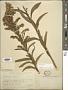 Solidago confinis A. Gray