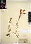 Solidago decumbens Greene