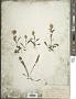 Solidago decumbens Greene