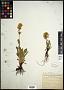 Solidago decumbens Greene