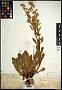 Solidago decumbens Greene