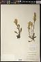 Solidago decumbens Greene