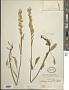 Solidago decumbens Greene