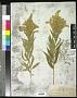 Solidago elongata Nutt.
