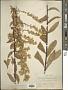 Solidago erecta Pursh