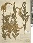 Solidago fistulosa Mill.