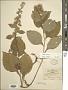 Solidago flexicaulis L.