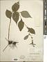 Solidago flexicaulis L.