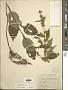 Solidago flexicaulis L.