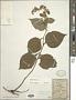 Solidago flexicaulis L.
