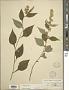 Solidago flexicaulis L.