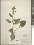 Solidago flexicaulis L.