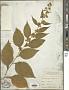 Solidago flexicaulis L.