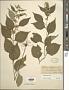 Solidago flexicaulis L.