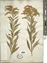 Solidago gigantea Aiton
